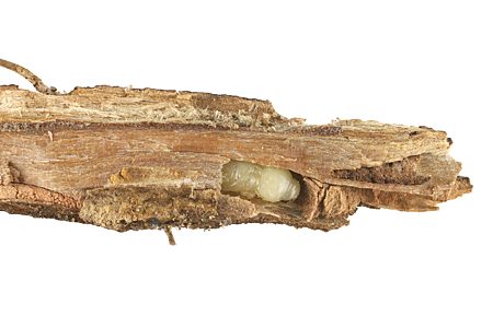 Anilara sp. Ki Ki, PL4307Ax, pupa, in Lasiopetalum baueri (PJL 3369) root crown, MU